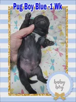 Pug Boy Blue, a male Pug for sale in Rio, WV – 2 of 3