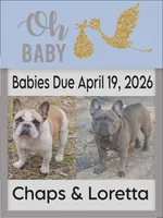 Girl Yellow, a female French Bulldog for sale in Rio, WV – Photo 4 of 4