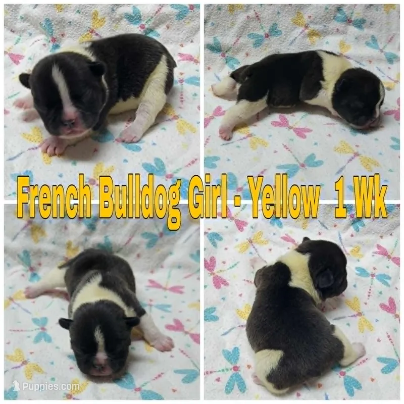 Girl Yellow – French Bulldog puppy for sale in Rio, WV