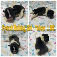 Girl Yellow, a female French Bulldog for sale in Rio, WV – Photo 2 of 4