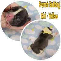 Girl Yellow, a female French Bulldog for sale in Rio, WV – Photo 3 of 4