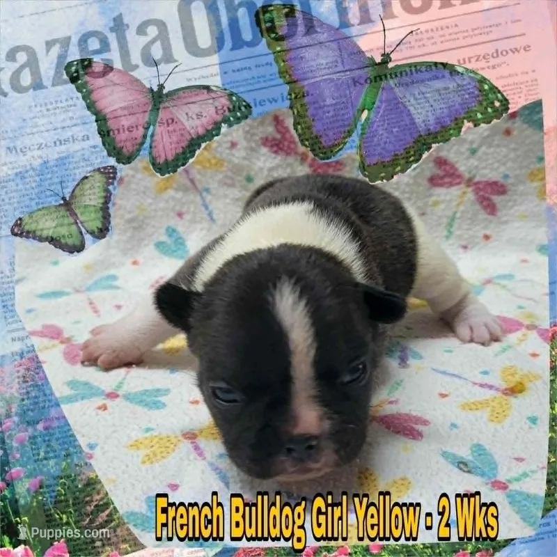 Girl Yellow, a female French Bulldog for sale in Rio, WV – Photo 1 of 4