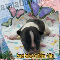 Girl Yellow, a female French Bulldog for sale in Rio, WV – Photo 1 of 4