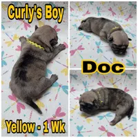 Merle Pug Boy - Yellow, a male Pug for sale in Rio, WV – 2 of 3