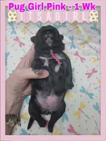 Pug Girl Pink, a female Pug for sale in Rio, WV – 2 of 3