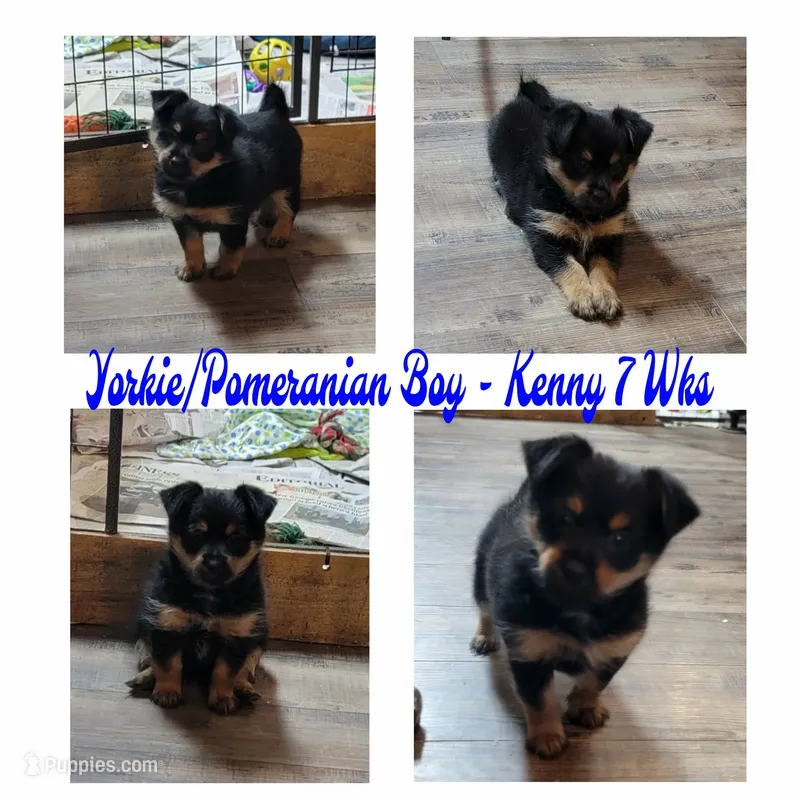 Kenny - Pomshire – Pomeranian, Yorkshire Terrier puppy for sale in Rio, WV