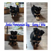 Kenny - Pomshire, a male Pomeranian and Yorkshire Terrier for sale in Rio, WV – 1 of 6