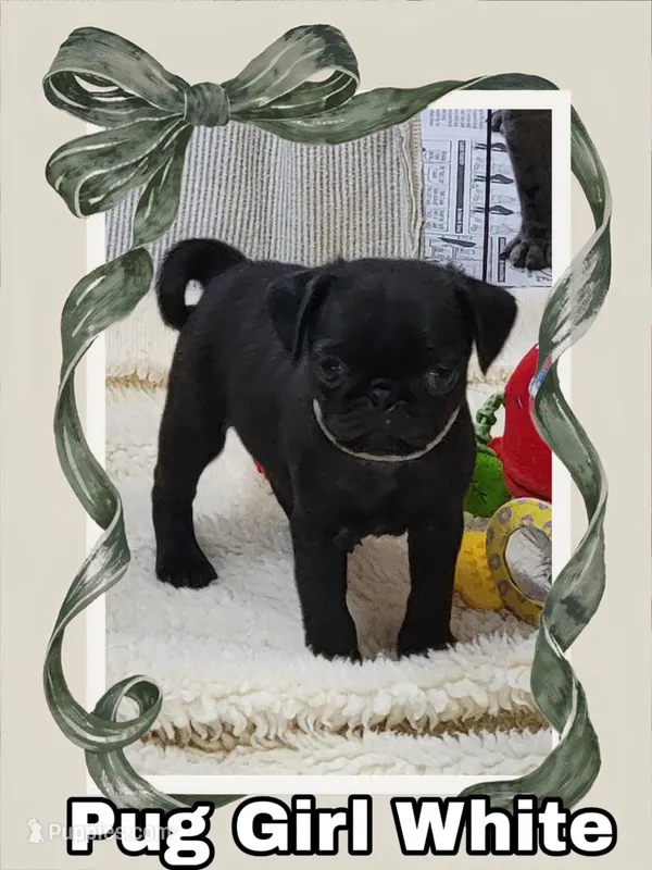 Girl White – Pug puppy for sale in Rio, WV