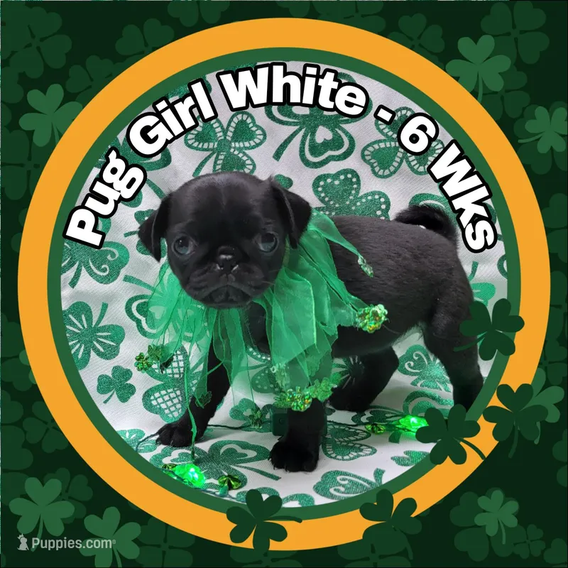 Girl White – Pug puppy for sale in Rio, WV