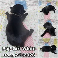 Girl White, a female Pug for sale in Rio, WV – Photo 1 of 2