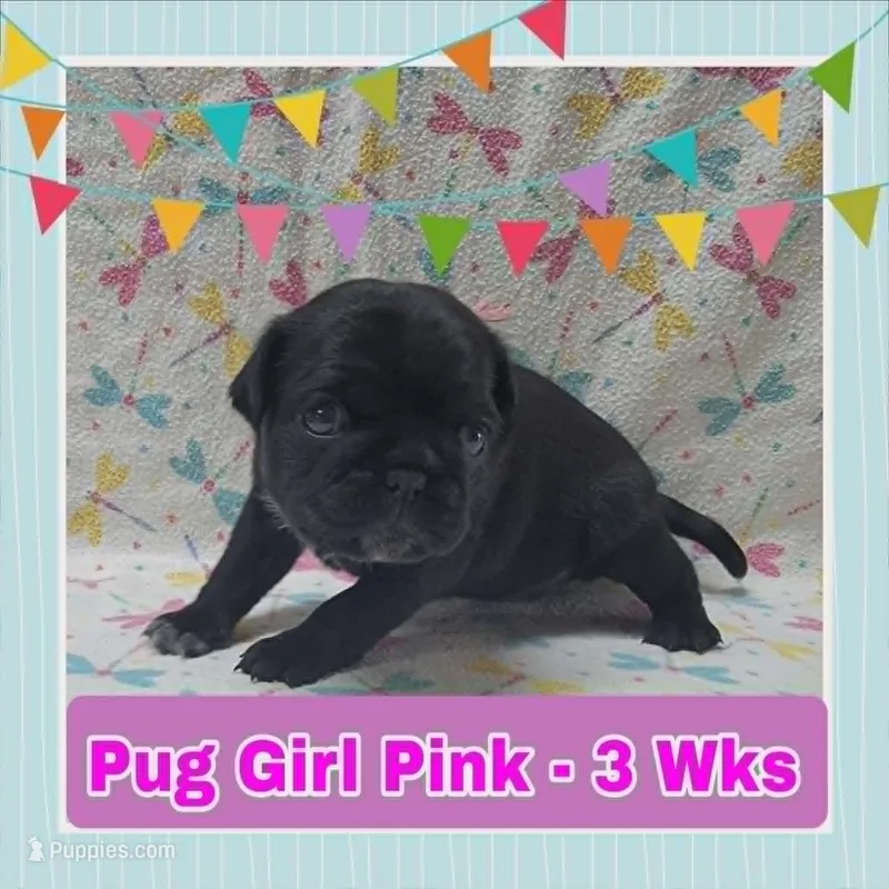 Pug Girl Pink – Pug puppy for sale in Rio, WV