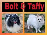 Pomeranian Boy - Blue, a male Pomeranian for sale in Rio, WV – 2 of 2