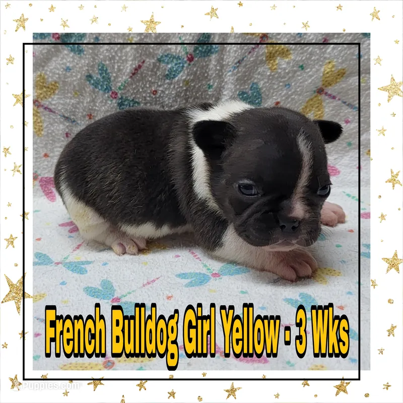 Girl Yellow – French Bulldog puppy for sale in Rio, WV