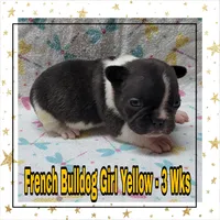 Girl Yellow, a female French Bulldog for sale in Rio, WV – 1 of 5