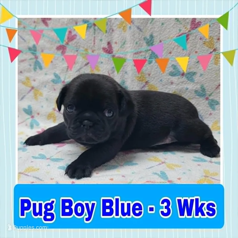 Pug Boy Blue – Pug puppy for sale in Rio, WV