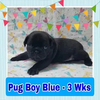 Pug Boy Blue, a male Pug for sale in Rio, WV – 2 of 6