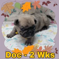 Merle Pug Boy - Yellow, a male Pug for sale in Rio, WV – 1 of 3