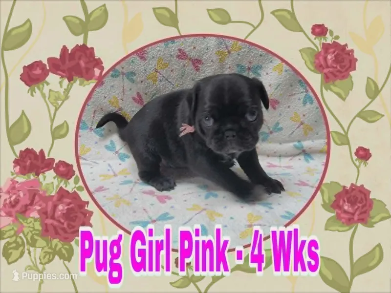 Pug Girl Pink – Pug puppy for sale in Rio, WV