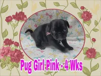 Pug Girl Pink, a female Pug for sale in Rio, WV – 3 of 8
