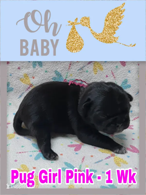 Pug Girl Pink – Pug puppy for sale in Rio, WV