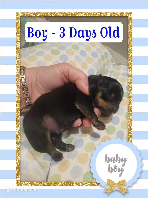 Gracie & Bolt Boy – Pomeranian, Yorkshire Terrier puppy for sale in Rio, WV