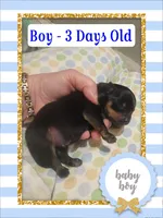 Gracie & Bolt Boy, a male Pomeranian and Yorkshire Terrier for sale in Rio, WV – 1 of 2