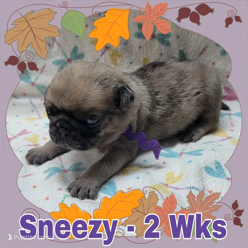 Merle Pug Boy - Purple – Pug puppy for sale in Rio, WV