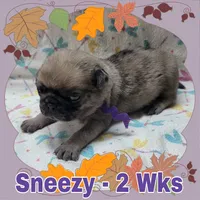 Merle Pug Boy - Purple, a male Pug for sale in Rio, WV – 1 of 3