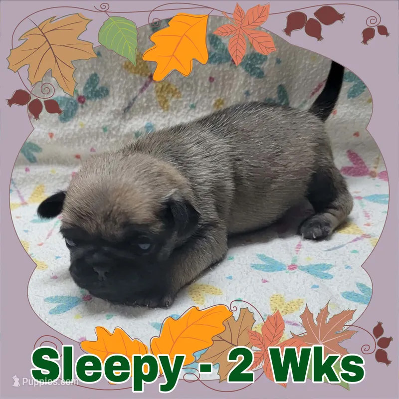 Fawn Pug Boy - Green – Pug puppy for sale in Rio, WV