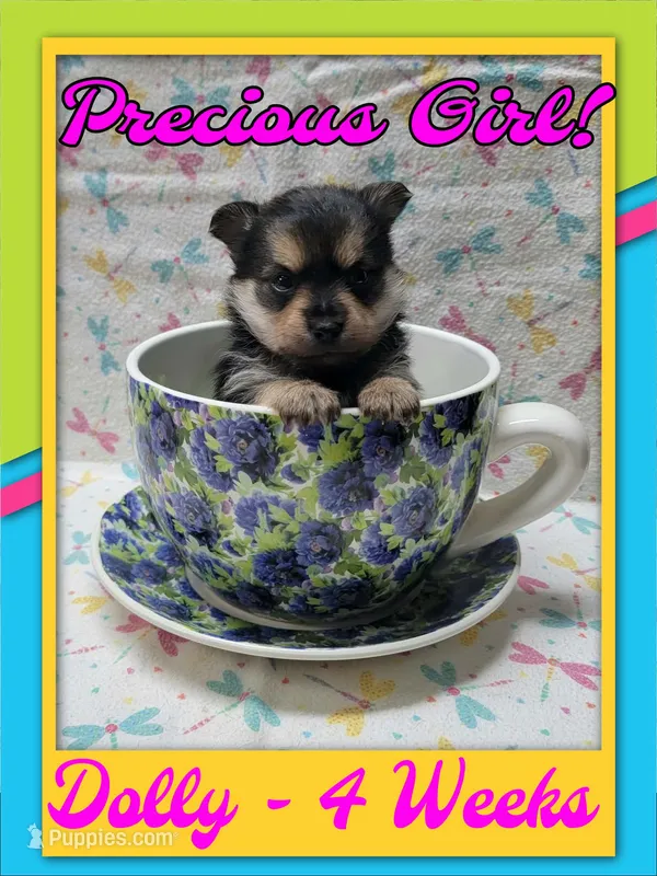 Dolly - Pomshire – Pomeranian, Yorkshire Terrier puppy for sale in Rio, WV