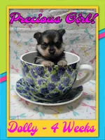 Dolly - Pomshire, a female Pomeranian and Yorkshire Terrier for sale in Rio, WV – 3 of 6