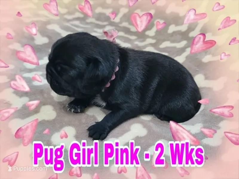Pug Girl Pink – Pug puppy for sale in Rio, WV