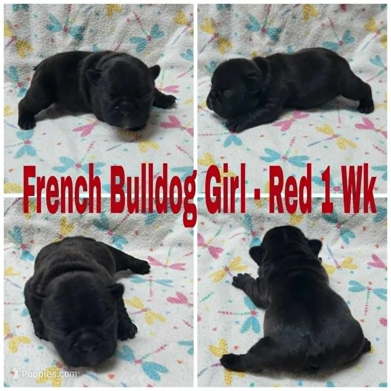 Girl Red – French Bulldog puppy for sale in Rio, WV