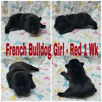 Girl Red, a female French Bulldog for sale in Rio, WV – Photo 2 of 4