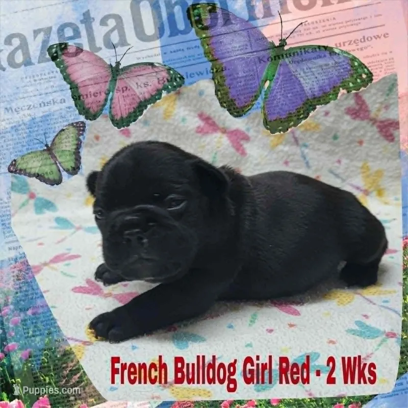 Girl Red, a female French Bulldog for sale in Rio, WV – Photo 1 of 4