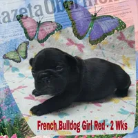 Girl Red, a female French Bulldog for sale in Rio, WV – Photo 1 of 4