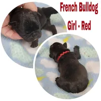 Girl Red, a female French Bulldog for sale in Rio, WV – Photo 3 of 4