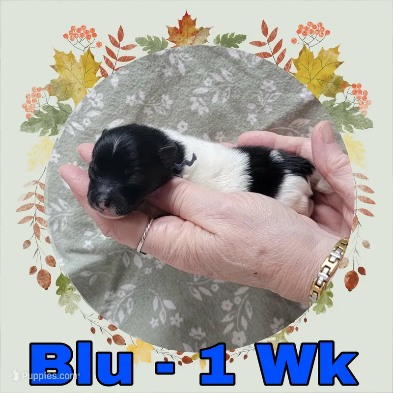 Pomeranian Boy - Blue – Pomeranian puppy for sale in Rio, WV