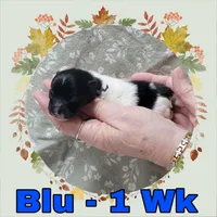 Pomeranian Boy - Blue, a male Pomeranian for sale in Rio, WV – 1 of 2