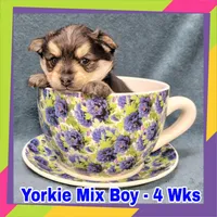 Porkie Boy, a male Pomeranian and Yorkshire Terrier for sale in Rio, WV – Photo 2 of 3