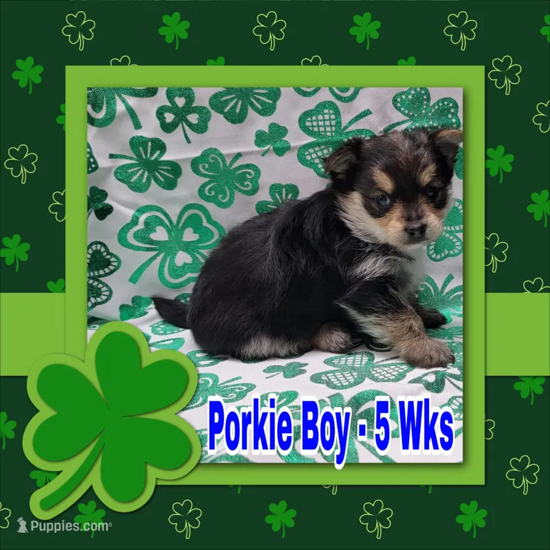 Porkie Boy – Pomeranian, Yorkshire Terrier puppy for sale in Rio, WV