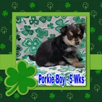 Porkie Boy, a male Pomeranian and Yorkshire Terrier for sale in Rio, WV – Photo 1 of 3