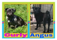 Boy Blue, a male Pug for sale in Rio, WV – Photo 2 of 2