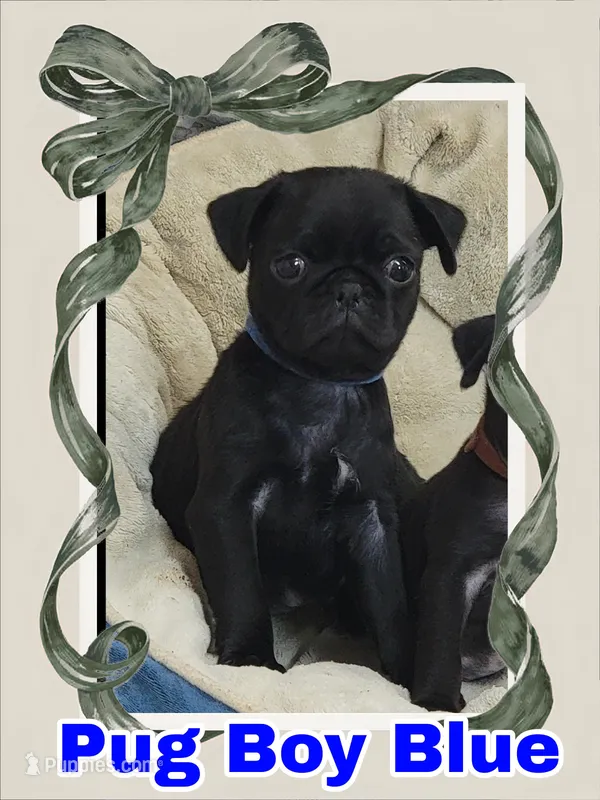 Boy Blue – Pug puppy for sale in Rio, WV