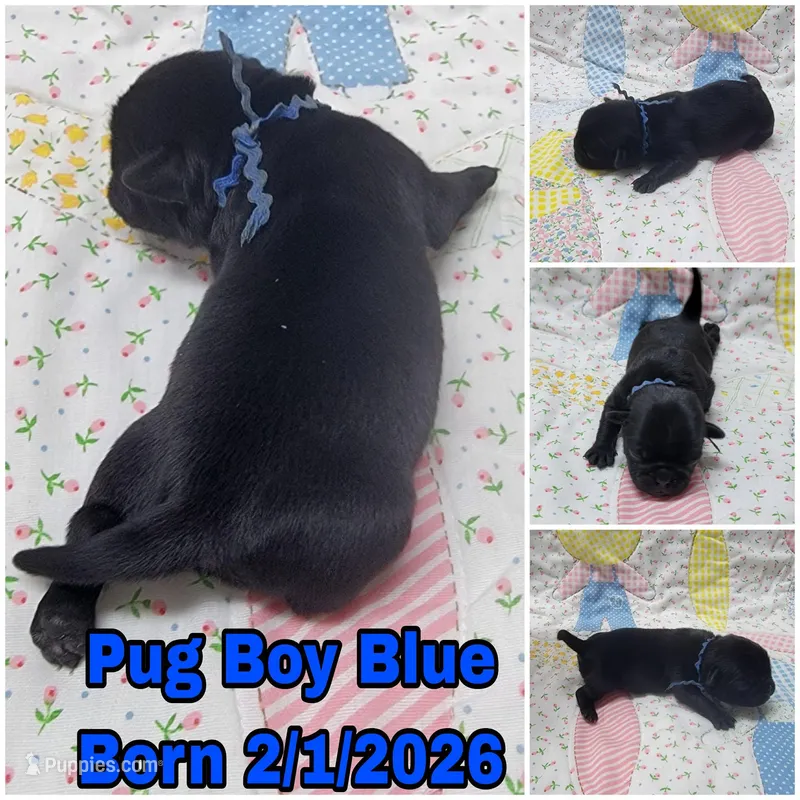 Boy Blue
