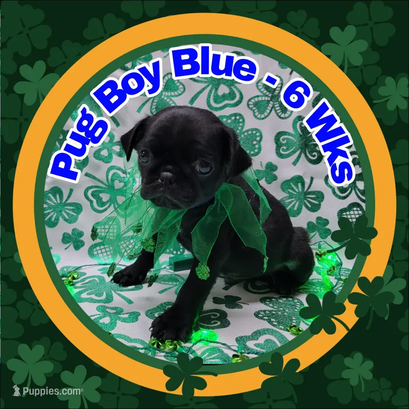 Boy Blue – Pug puppy for sale in Rio, WV