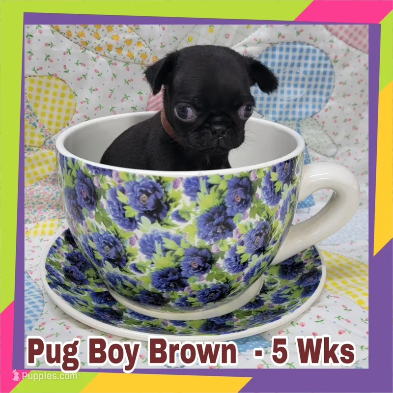 Boy Brown – Pug puppy for sale in Rio, WV
