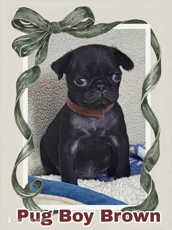 Boy Brown – Pug puppy for sale in Rio, WV