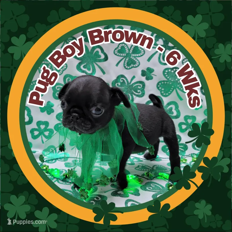 Boy Brown – Pug puppy for sale in Rio, WV