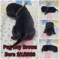Boy Brown, a male Pug for sale in Rio, WV – Photo 1 of 2